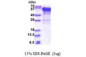 Dynactin 2 (p50) (DCTN2) (AA 1-401) protein (His tag)
