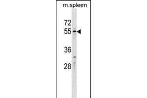 WFIKKN2 Antibody (C-term) (ABIN1537446 and ABIN2849883) western blot analysis in mouse spleen tissue lysates (35 μg/lane).