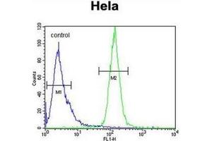 Flow cytometric analysis of Hela cells using H2AFY2 / MACROH2A2 Antibody (N-term) Cat. (H2AFY2 anticorps  (N-Term))