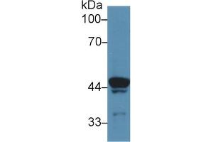 Western Blot; Sample: Rat Skeletal muscle lysate; Primary Ab: 5µg/ml Rabbit Anti-Rat ATP6AP2 Antibody Second Ab: 0. (ATP6AP2 anticorps  (AA 18-302))