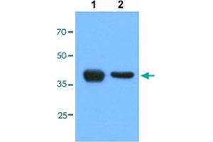 Western blot analysis of Lane 1: HepG2 cells, Lane 2: HeLa cells with ACAT1 monoclonal antibody, clone AT2C5  at 1:1000 dilution.