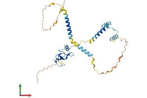 AlphaFold protein structure predicition of Human Recombinant CD74 Protein, UniprotID P04233