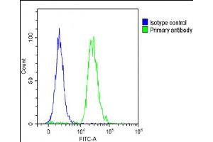 Overlay histogram showing A431 cells stained with (ABIN6243665 and ABIN6578886)(green line). (FAM3A anticorps  (AA 201-230))
