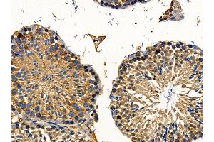 WASH1 Antibody at 1/100 staining mouse testis tissue by IHC-P. (WAS Protein Family Homolog 1 (WASH1) anticorps)