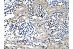 NXF1 antibody was used for immunohistochemistry at a concentration of 4-8 ug/ml to stain Epithelial cells of renal tubule (arrows) in Human Kidney. (NXF1 anticorps  (N-Term))