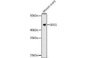 Western blot analysis of extracts of Mouse ovary cells, using IDO1 antibody (ABIN7267863) at 1:1000 dilution. (IDO1 anticorps)