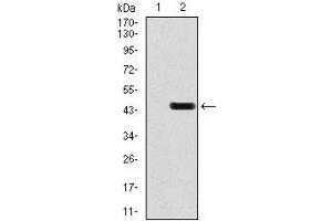 Western blot analysis using GRIA2 mAb against HEK293 (1) and GRIA2 (AA: 652-807)-hIgGFc transfected HEK293 (2) cell lysate.