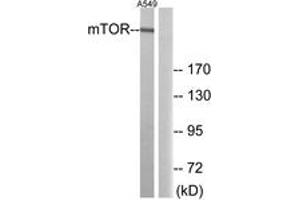 Western blot analysis of extracts from A549 cells, using mTOR (Ab-2481) Antibody. (MTOR anticorps  (AA 2447-2496))