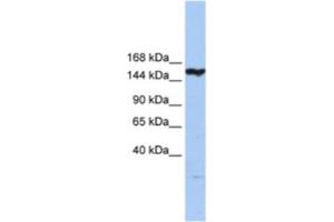 Western Blotting (WB) image for anti-CASP8 Associated Protein 2 (CASP8AP2) antibody (ABIN2463348)