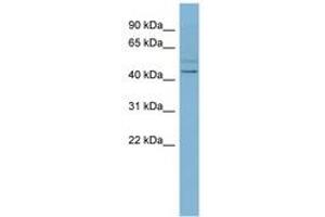 SLC46A1 anticorps  (N-Term)