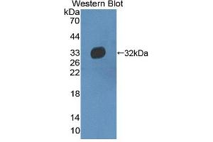 Western blot analysis of the recombinant protein. (C10orf2 anticorps  (AA 384-635))