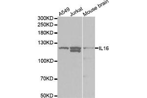 Western blot analysis of extracts of various cell lines, using IL16 antibody (ABIN5970885) at 1/1000 dilution.