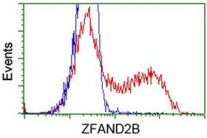 HEK293T cells transfected with either RC203822 overexpress plasmid (Red) or empty vector control plasmid (Blue) were immunostained by anti-ZFAND2B antibody (ABIN2454224), and then analyzed by flow cytometry.