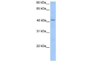 Western Blotting (WB) image for anti-Hydroxymethylbilane Synthase (HMBS) antibody (ABIN2459756) (HMBS anticorps)