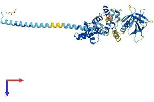 AlphaFold protein structure predicition of Mouse Recombinant Cyth2 Protein, UniprotID P63034