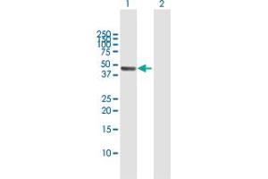 Western Blot analysis of PA2G4 expression in transfected 293T cell line by PA2G4 MaxPab polyclonal antibody. (PA2G4 anticorps  (AA 1-394))