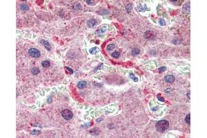 Immunohistochemistry (IHC) image for anti-G-Protein Signaling Modulator 2 (GPSM2) (N-Term) antibody (ABIN2784504)