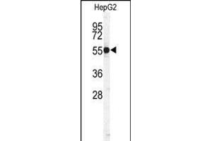 Western blot analysis of CTSH Antibody (N-term) (ABIN391569 and ABIN2841506) in HepG2 cell line lysates (35 μg/lane).