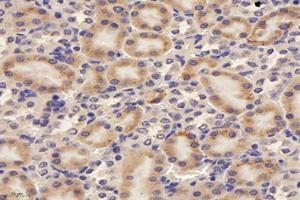 Immunohistochemistry analysis of paraffin-embedded rat kidney using,RISC (ABIN7075546) at dilution of 1: 4000 (SCPEP1 anticorps)