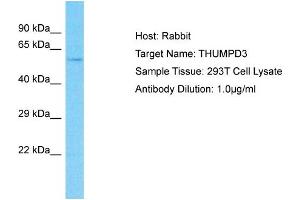 Host: Rabbit Target Name: THUMPD3 Sample Type: 293T Whole Cell lysates Antibody Dilution: 1.