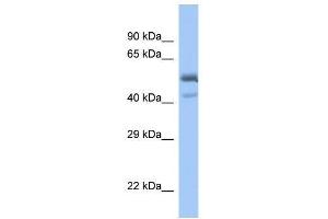 Western Blot showing SPDEF antibody used at a concentration of 1. (SPDEF/PSE anticorps  (C-Term))