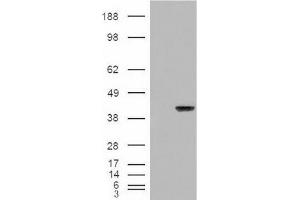 Image no. 2 for anti-Aryl Hydrocarbon Receptor Interacting Protein (AIP) (C-Term) antibody (ABIN374759) (AIP anticorps  (C-Term))