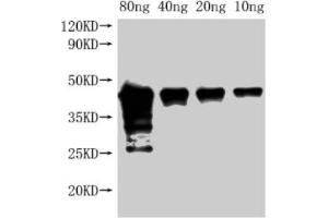 Western Blot Positive WB detected in Recombinant protein All lanes: Met antibody at 1:2000 Secondary Goat polyclonal to rabbit IgG at 1/50000 dilution Predicted band size: 42 kDa Observed band size: 45 kDa (c-MET anticorps  (AA 1-329))