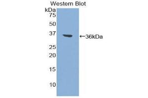Western Blotting (WB) image for anti-Coagulation Factor II (thrombin) (F2) (AA 324-617) antibody (ABIN1858753) (Prothrombin anticorps  (AA 324-617))