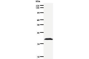 Western Blotting (WB) image for anti-Aryl Hydrocarbon Receptor Nuclear Translocator-Like 2 (ARNTL2) antibody (ABIN933097) (ARNTL2 anticorps)