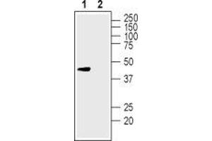Western blot analysis of human SH-SY5Y neuroblastoma cell lysate:1. (Potassium Channel, Subfamily K, Member 12 (KCNK12) Peptide)