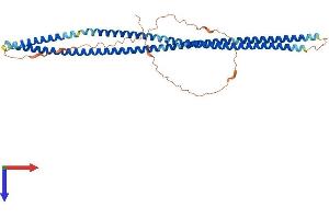 AlphaFold protein structure predicition of Human Recombinant BFSP2 Protein, UniprotID Q13515