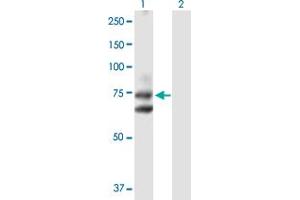 Western Blot analysis of HHIP expression in transfected 293T cell line by HHIP MaxPab polyclonal antibody. (HHIP anticorps  (AA 1-700))
