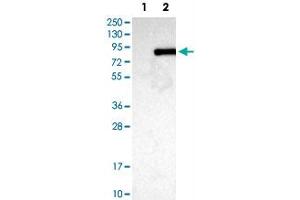 Western Blot analysis of Lane 1: negative control (vector only transfected HEK293T cell lysate) and Lane 2: over-expression lysate (co-expressed with a C-terminal myc-DDK tag in mammalian HEK293T cells) with ACSL3 polyclonal antibody . (Acsl3 anticorps)