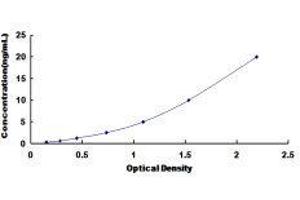 Gap Junction Protein, beta 1, 32kDa (GJB1) ELISA Kit