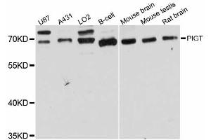 Western blot analysis of extracts of various cell lines, using PIGT antibody (ABIN5998512) at 1:3000 dilution. (PIGT anticorps)