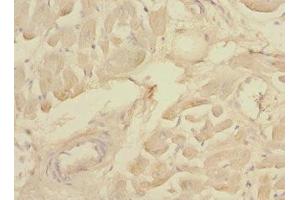Immunohistochemistry of paraffin-embedded human heart tissue using ABIN7160069 at dilution of 1:100 (MAP4K3 anticorps  (AA 755-894))