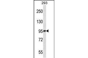 Western blot analysis in 293 cell line lysates (35ug/lane). (MARK3 anticorps  (C-Term))