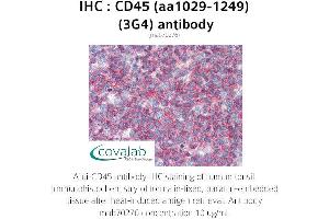 Image no. 1 for anti-Protein tyrosine Phosphatase, Receptor Type, C (PTPRC) (AA 1029-1249) antibody (ABIN1723202)