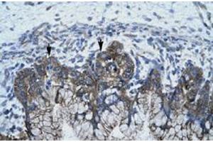Immunohistochemical staining (Formalin-fixed paraffin-embedded sections) of human stomach with APOBEC3G polyclonal antibody  at 4-8 ug/mL working concentration. (APOBEC3G anticorps  (N-Term))