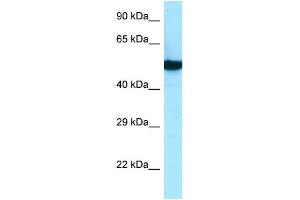 WB Suggested Anti-TUBB2B Antibody Titration: 1.