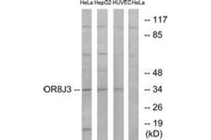 Western blot analysis of extracts from HeLa/HepG2/HuvEc cells, using OR8J3 Antibody. (OR8J3 anticorps  (AA 232-281))