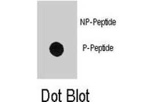Dot blot analysis of MBP (phospho Y203) polyclonal antibody  on nitrocellulose membrane. (MBP anticorps  (pTyr203))