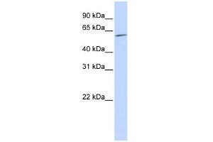 WB Suggested Anti-NR2C1 Antibody Titration:  0.