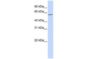 WB Suggested Anti-NR2C1 Antibody Titration:  0. (NR2C1 anticorps  (N-Term))