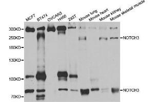Western blot analysis of extracts of various cell lines, using NOTCH3 antibody. (NOTCH3 anticorps)