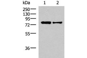 Western blot analysis of HepG2 and Hela cell lysates using KHSRP Polyclonal Antibody at dilution of 1:1000 (KHSRP anticorps)