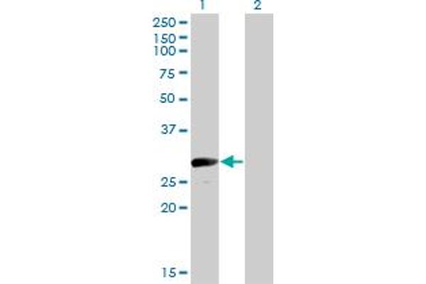 VGLL1 antibody  (AA 1-100)
