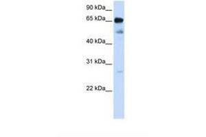 Image no. 1 for anti-Zinc Finger Protein 490 (ZNF490) (N-Term) antibody (ABIN6739126) (ZNF490 anticorps  (N-Term))