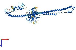 AlphaFold protein structure predicition of Mouse Recombinant Trim31 Protein, UniprotID Q8R0K2