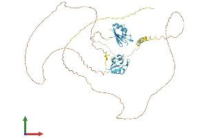 AlphaFold protein structure predicition of Mouse Recombinant Srsf4 Protein, UniprotID Q8VE97